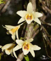 Dendrobium heterocarpum Wall. ex Lindl.